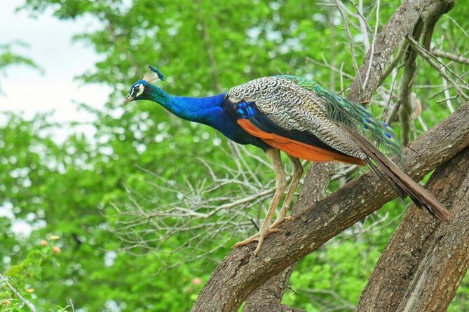 Yala Safari Drive From Galle, Weligama, Mirissa & Dickwella - Key points worth knowing before you go