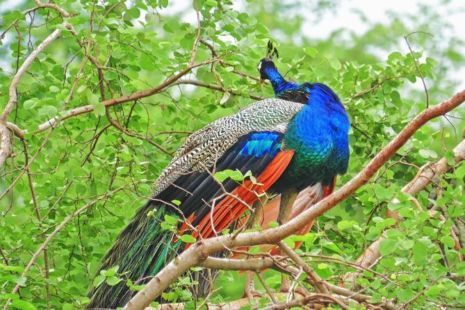 Yala Safari Drive From Galle, Weligama, Mirissa & Dickwella - A private Yala safari drive, built for the hours animals are active