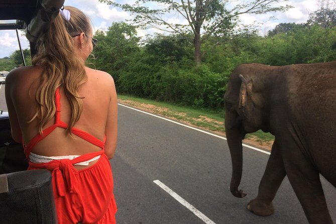 Yala Safari Drive From Galle, Weligama, Mirissa & Dickwella - The 5 a.m. start and Yala’s ecosystems: why this park is so special