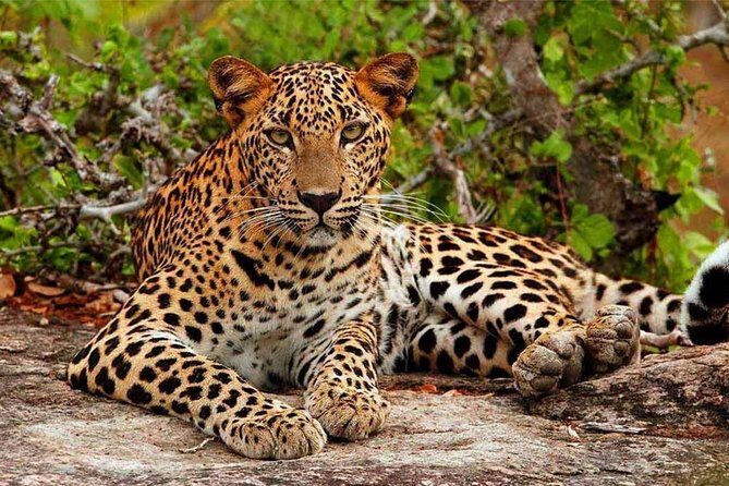 Yala Safari Drive From Galle, Weligama, Mirissa & Dickwella - Seeing elephants and leopards: how the day really feels