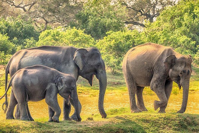 Yala Safari Drive From Galle, Weligama, Mirissa & Dickwella - Pickup logistics from Galle, Weligama, Mirissa & Dickwella