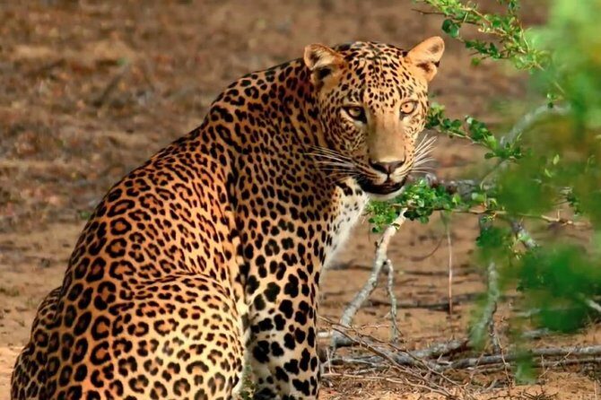 Yala Safari from Hambantota Port by BTM - Private & All Inclusive - Key takeaways before you go