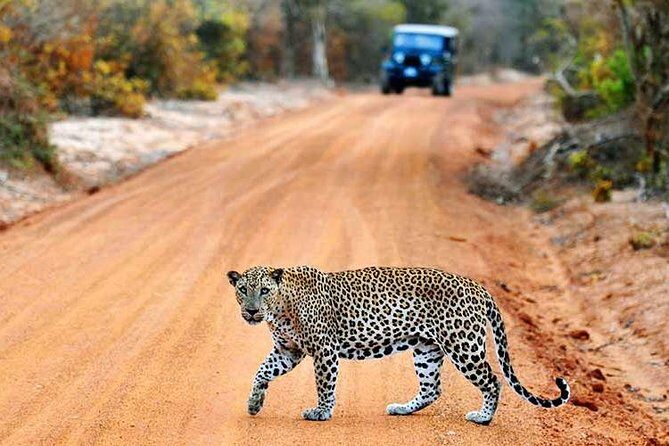 Yala Safari from Hambantota Port by BTM - Private & All Inclusive - The private jeep safari in Yala: how sightings tend to happen