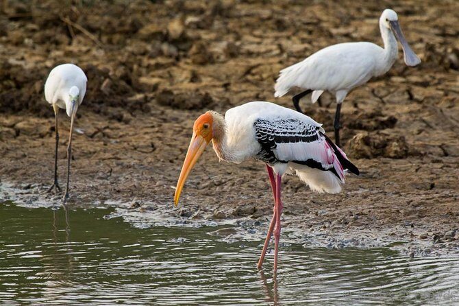 Yala Safari from Hambantota Port by BTM - Private & All Inclusive - What you can realistically see beyond leopards