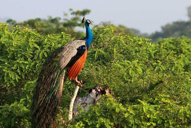 Yala Safari from Hambantota Port by BTM - Private & All Inclusive - Comfort on bumpy roads: worth it, but plan for it