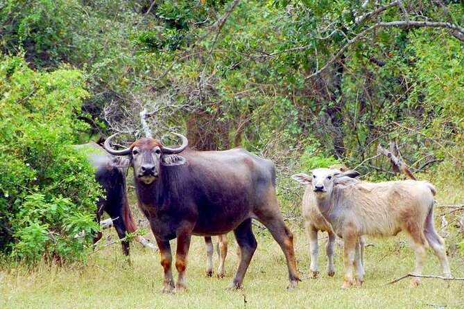 Yala Safari from Hambantota Port by BTM - Private & All Inclusive - Lunch by the beach: the full-day perk that actually helps