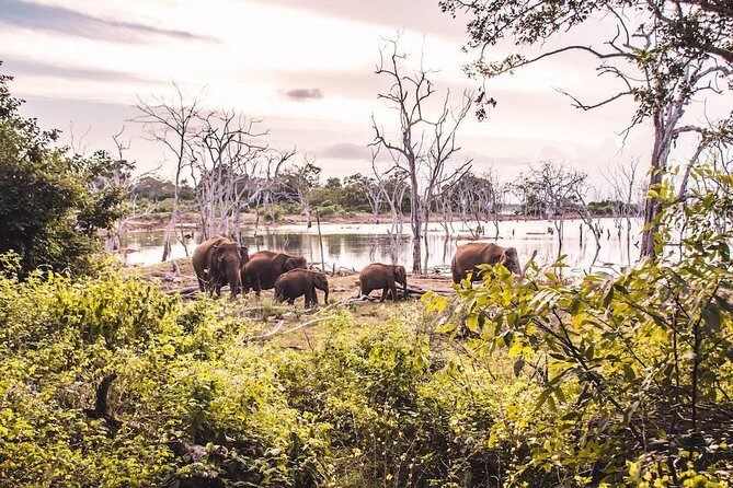 Yala Safari from Hambantota Port by BTM - Private & All Inclusive - Price and value: is $135 a fair deal?