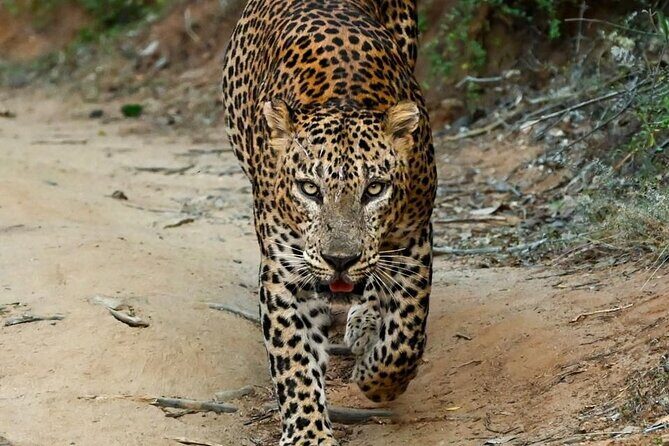 Yala Safari Half Day Tour - Key things to know before you go