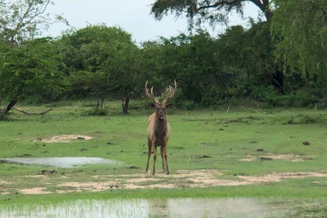 Yala Safari Half Day Tour - Morning vs afternoon: choosing the timing that matches your energy