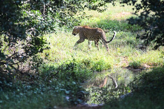 Yala Safari Half Day Tour - The core moment: the half-day safari drive at Yala National Park