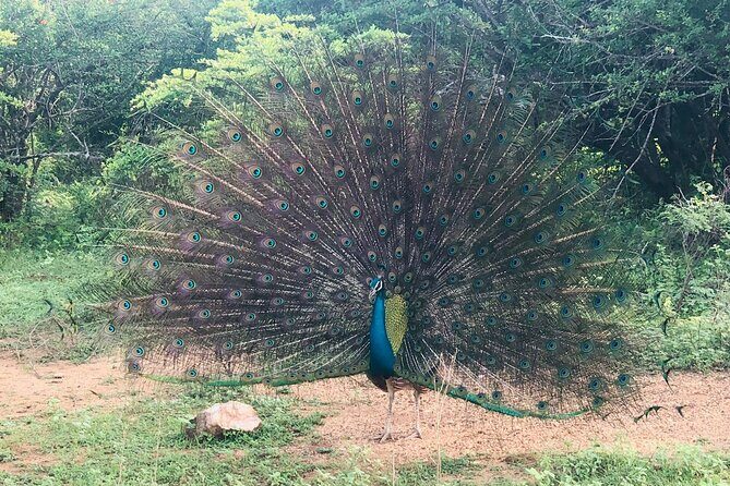 Yala Safari Half Day Tour - Meeting in Tissamaharama: easy start, straightforward end
