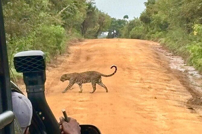 Yala Safari Half Day Tour - How to make the most of a short 4 to 7 hour safari