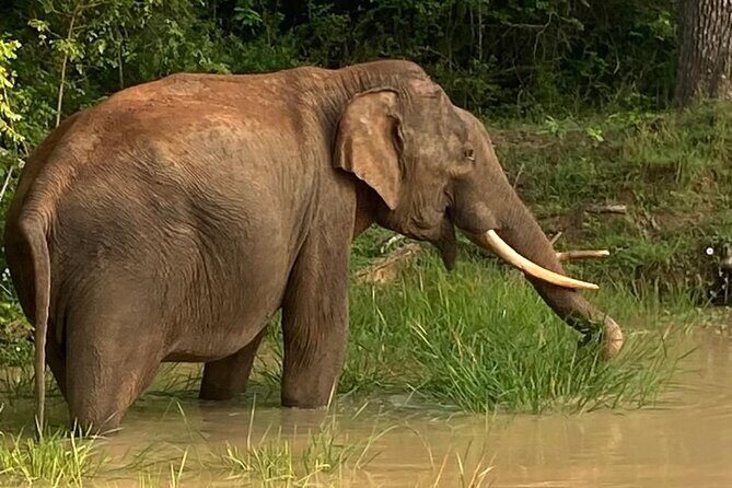 Yala Safari Half Day Tour - What’s included (and why it affects your enjoyment)