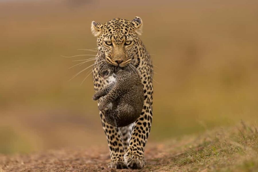 Yala Safari: High-Luxury PRIVATE Tours with Entry Tickets - Key things that matter on a Yala private safari