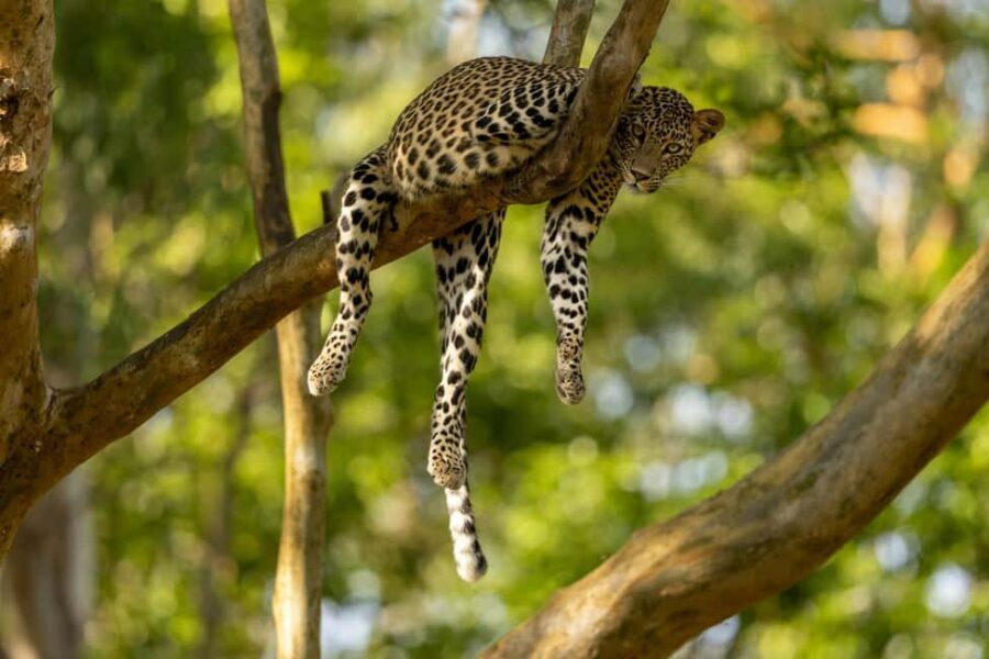 Yala Safari: High-Luxury PRIVATE Tours with Entry Tickets - Pickup timing and the route: starting strong instead of waiting around