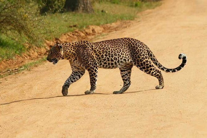 Yala Safari Private Day Tour From Kaluthara/Beruwala/Bentota/Kosgoda/Ahungalla - Key things I’d watch for