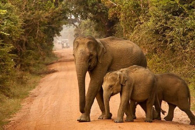 Yala Safari Private Day Tour From Kaluthara/Beruwala/Bentota/Kosgoda/Ahungalla - Morning safari vs afternoon safari: which start time fits you