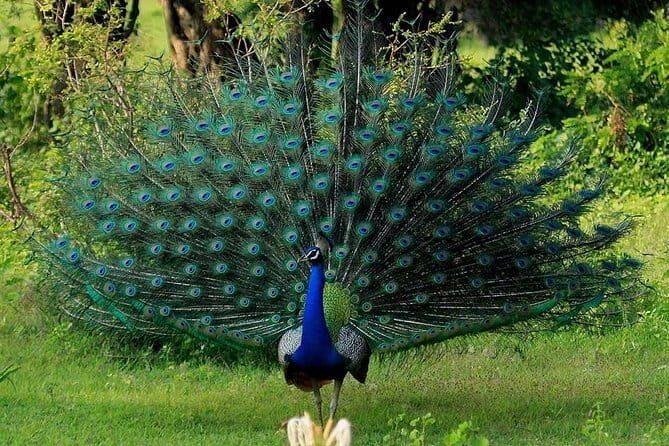 Yala Safari Private Day Tour From Kaluthara/Beruwala/Bentota/Kosgoda/Ahungalla - The wildlife target list: what you’re hoping to spot