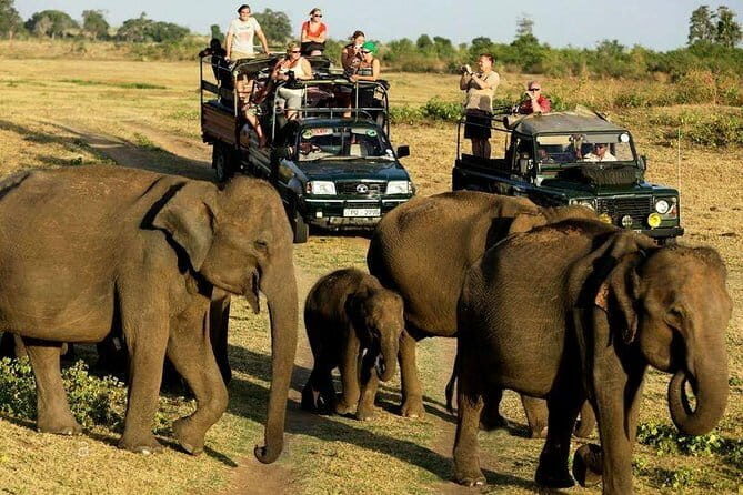 Yala Safari Private Day Tour From Kaluthara/Beruwala/Bentota/Kosgoda/Ahungalla - Languages, group size, and the private-group feel