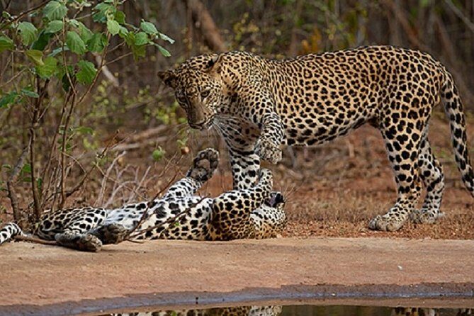 Yala Safari Private Day Tour Kaluthara/Beruwala/Bentota/Kosgoda/Ahungalla - Key Things That Make This Yala Private Day Trip Work
