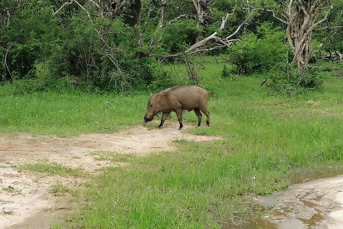 Yala Safari Private Day Tour Kaluthara/Beruwala/Bentota/Kosgoda/Ahungalla - Meet Dimtours Srilanka and the Driver-Tracker (Dim)