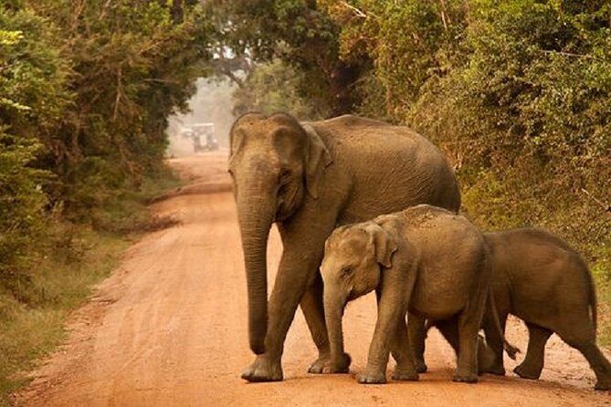 Yala Safari Private Day Tour Kaluthara/Beruwala/Bentota/Kosgoda/Ahungalla - What’s Included vs Not Included (So You Don’t Get Caught Hungry)