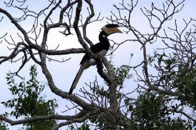 Yala Safari Private Day Tour Kaluthara/Beruwala/Bentota/Kosgoda/Ahungalla - Price Check: Is $220 Per Person Fair for a Private Yala Day?