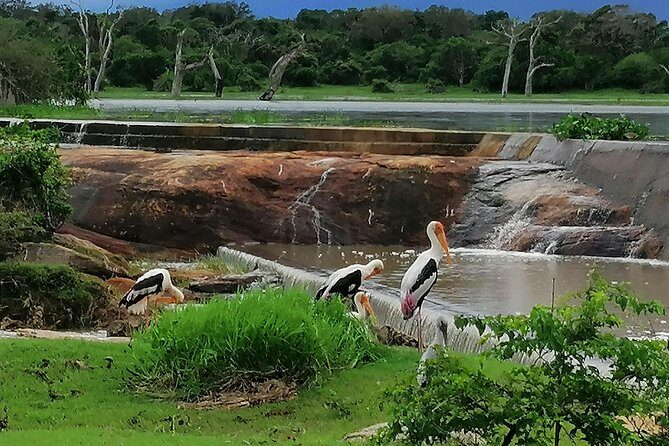Yala Safari Private Day Tour Kaluthara/Beruwala/Bentota/Kosgoda/Ahungalla - Your Half-Day Yala Safari: What That 4 Hours Tries to Do