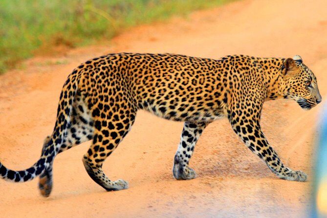 Yala Safari Private Day Trip from Bentota and Kalutara Areas - Key things I’d prioritize