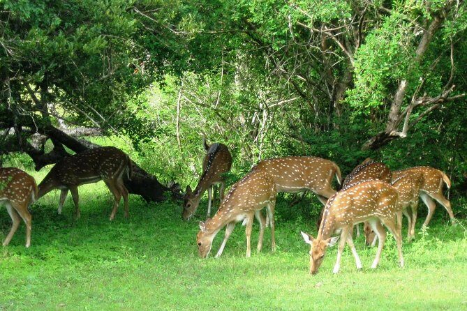 Yala Safari Private Day Trip from Bentota and Kalutara Areas - The Early-Morning Plan: Pickup, Drive, and Gate Time