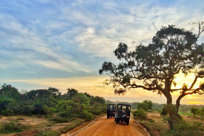 Yala Safari Private Day Trip from Bentota and Kalutara Areas - Wildlife Targets: Leopards, Elephants, Crocodiles, and Birds