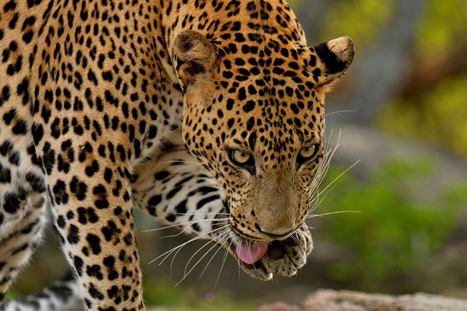 Yala Safari Private Day Trip from Bentota and Kalutara Areas - The Post-Safari Break: Patanangalla Beach or the Manik River