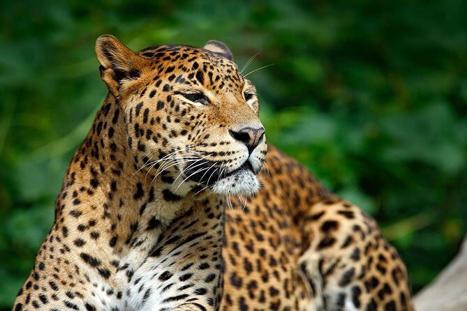 Yala Safari Private Day Trip from Bentota and Kalutara Areas - Value for Money: What $810 Really Covers