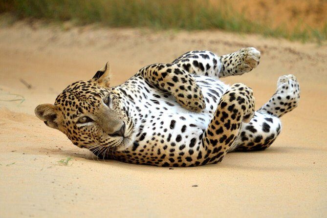 Yala Safari Private Day Trip from Bentota and Kalutara Areas - Who This Yala Day Trip Fits Best (and Who Might Skip It)