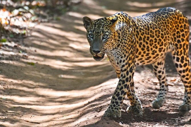 Yala Safari Private Day Trip from Bentota and Kalutara Areas - Inside Yala: Your 4-Hour Jeep Safari Circuit