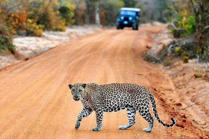 Yala Safari Private Day Trip with Return Transport -All Inclusive - Yala National Park: what four hours in the jeep really buys you