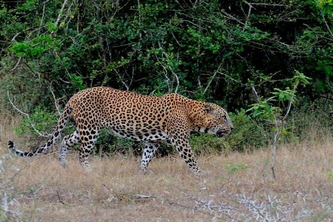 Yala Safari Private Day Trip with Return Transport -All Inclusive - Wildlife variety beyond the headline species