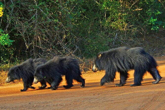 Yala Safari Private Day Trip with Return Transport -All Inclusive - Lunch, bottled water, and the Bentota stop