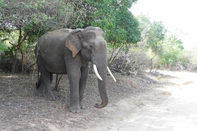 YALA SAFARI TOUR from Galle/Mirissa/Matara/Tangalle/Ella & More.. - Pickup and drop-off across Galle, Mirissa, Matara, Tangalle, Ella
