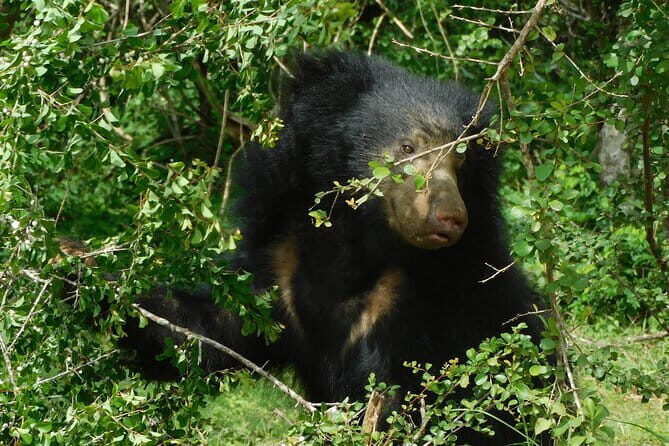 YALA SAFARI TOUR from Galle/Mirissa/Matara/Tangalle/Ella & More.. - What’s included (and what you’ll pay at the gate)
