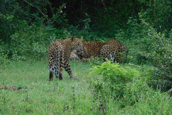 YALA SAFARI TOUR from Galle/Mirissa/Matara/Tangalle/Ella & More.. - How the safari jeep experience works in Yala