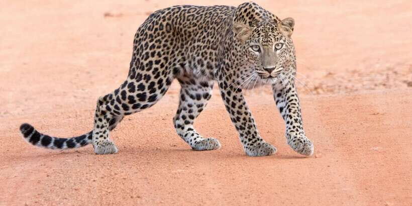 Yala Safari Tour from Hambantota Port area (Shore Excursion) - Key things I’d circle before you go