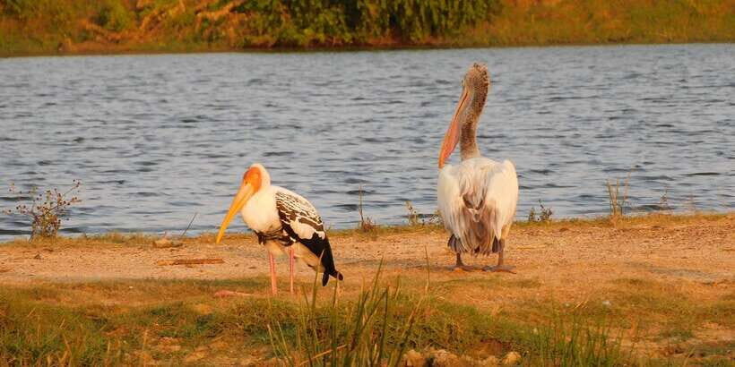 Yala Safari Tour from Hambantota Port area (Shore Excursion) - Park tickets and the reality of the gate fee