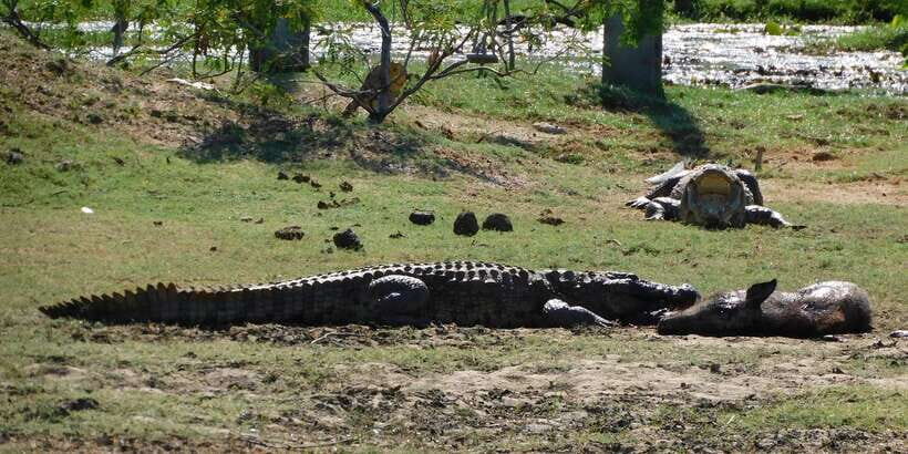 Yala Safari Tour from Hambantota Port area (Shore Excursion) - Timing tips: plan around the 12 to 2 pm closure