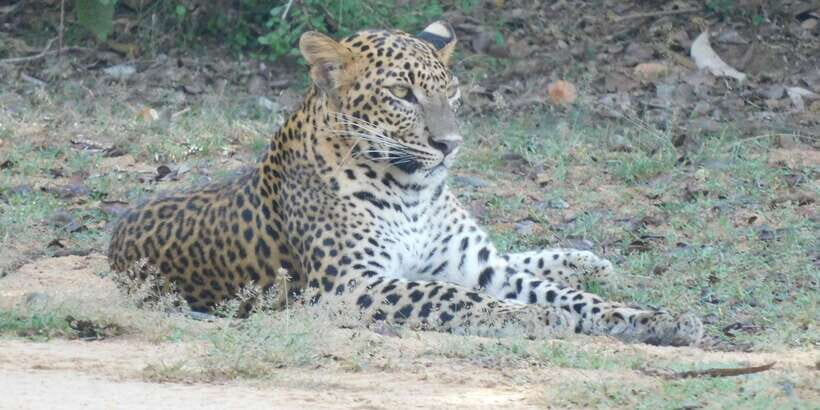 Yala Safari Tour from Hambantota Port area (Shore Excursion) - Comfort on bumpy tracks: the practical notes you’ll want