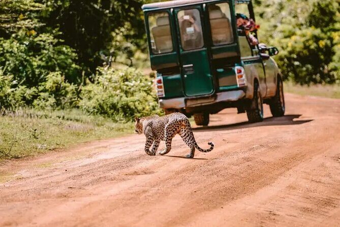 Yala Safari Tour from Hambantota Port by Ajith Safaris - Safari in Yala: Two time blocks that help you see more