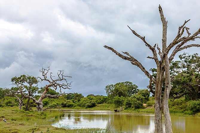 Yala Safari Tour from Hambantota Port by Ajith Safaris - Price and value: $50 sounds simple, but do the math