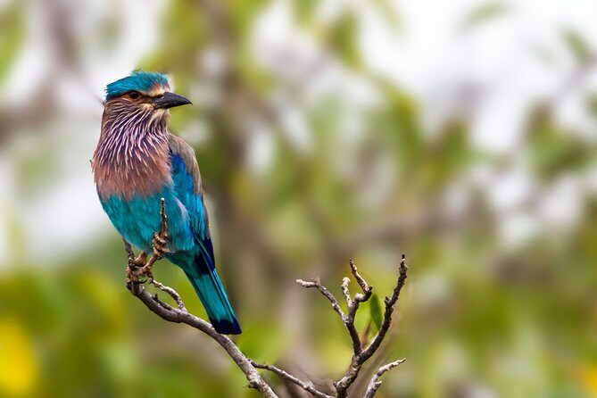 Yala Safari Tour from Hambantota Port by Ajith Safaris - Jeep safari logistics: Comfort, binoculars, and timing pressure