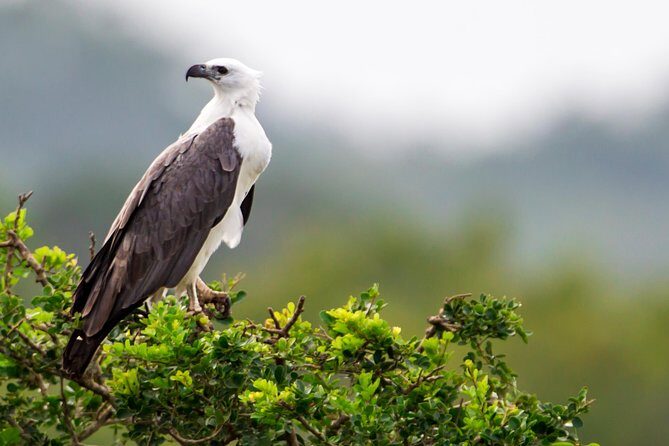 Yala Safari Tour from Hambantota Port by Ajith Safaris - The operator factor: Ajith Safari Jeep Tours and local guiding
