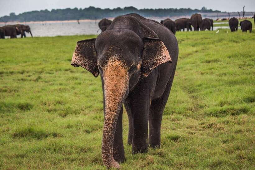 YALA SAFARI TOUR from TANGALLE/HIRIKETIYA/MIRISSA/GALLE - Wildlife targets you should plan around (not just hope for)